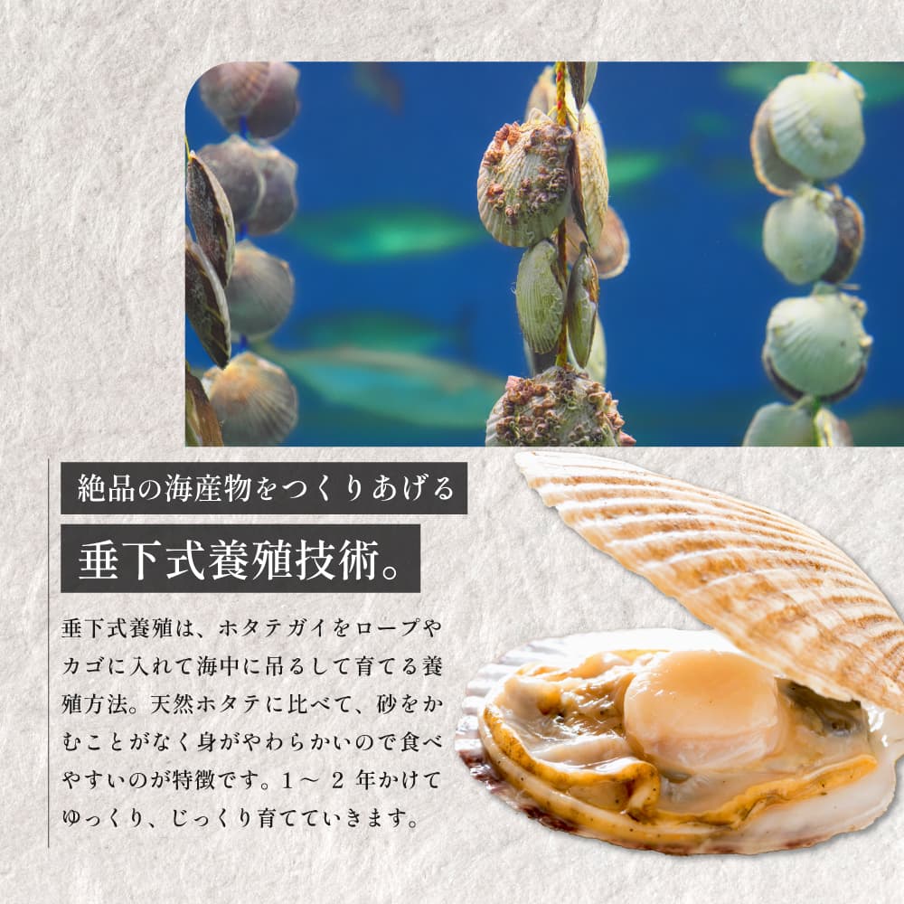 【北海道産】おばけホタテ片貝