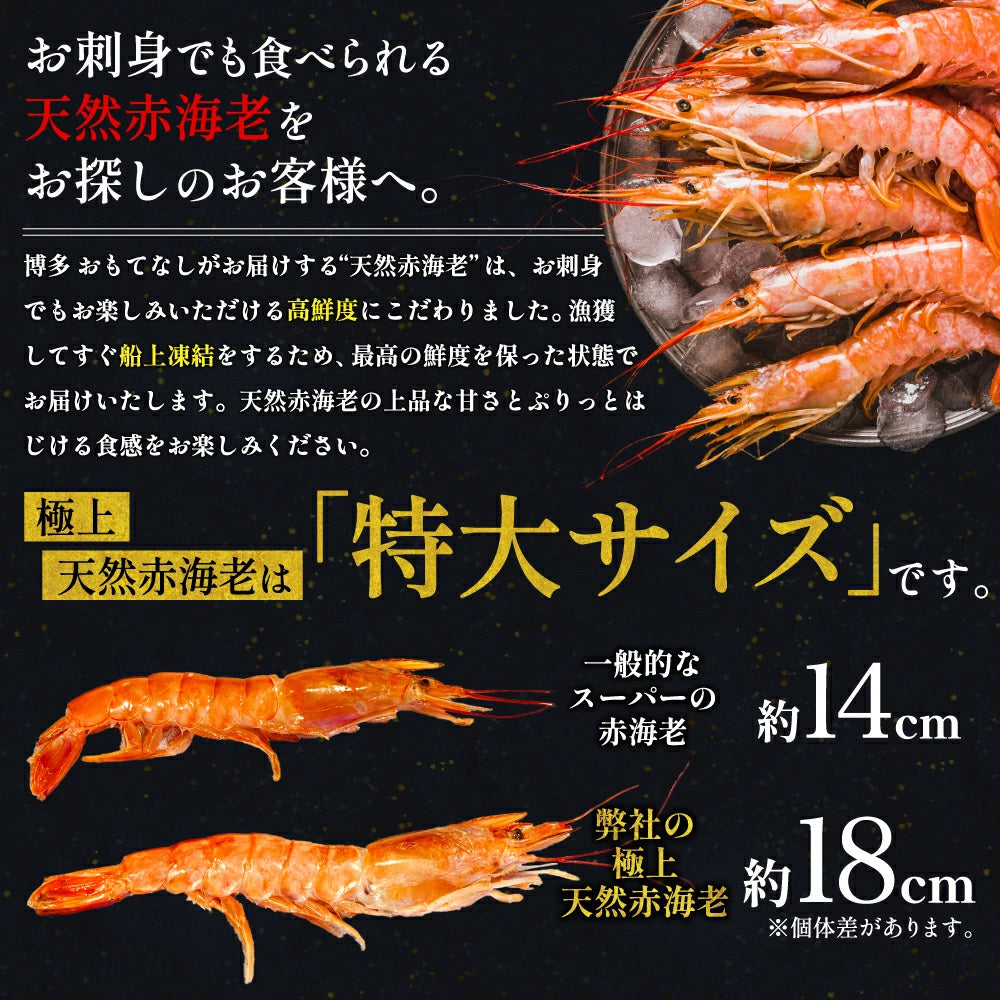 天然赤海老　L2