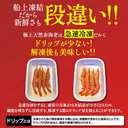 天然赤海老　L2