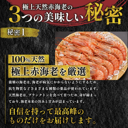 天然赤海老　L2