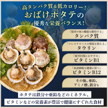 【北海道産】おばけホタテ片貝